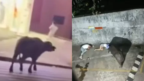 藤县疯牛突袭