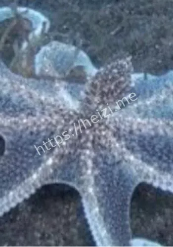 拟态章鱼