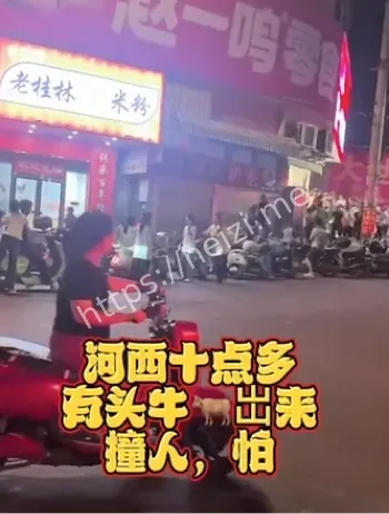藤县疯牛突袭