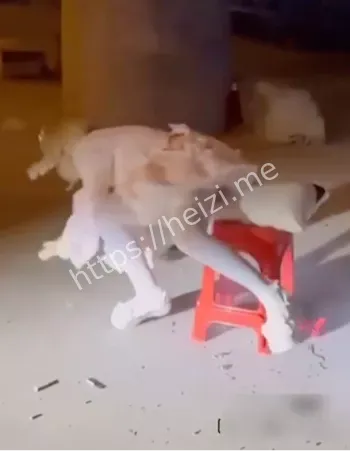 网红争议